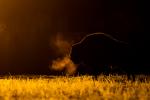 Żubr - Bison bonasus - Fotografia nr 20140330_8499