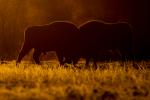 Żubr - Bison bonasus - Fotografia nr 20140330_8530