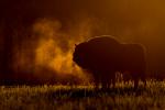 Żubr - Bison bonasus - Fotografia nr 20140330_8583