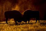 Żubr - Bison bonasus - Fotografia nr 20140330_8605