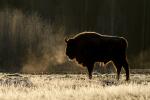 Żubr - Bison bonasus - Fotografia nr 20140330_8623