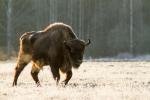 Żubr - Bison bonasus - Fotografia nr 20140330_8640