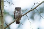 Sóweczka zwyczajna - Glaucidium passerinum - Fotografia nr 20140330_8855