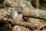 Sóweczka zwyczajna - Glaucidium passerinum - Fotografia nr 20140330_8956