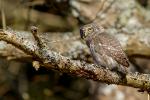 Sóweczka zwyczajna - Glaucidium passerinum - Fotografia nr 20140330_8962