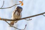 Sóweczka zwyczajna - Glaucidium passerinum - Fotografia nr 20140330_8977