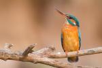 Zimorodek zwyczajny - Alcedo atthis - 물총새 - Fotografia nr 20140406_9305