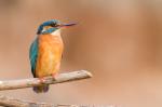 Zimorodek zwyczajny - Alcedo atthis - 물총새 - Fotografia nr 20140406_9342