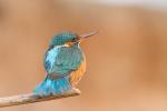 Zimorodek zwyczajny - Alcedo atthis - 물총새 - Fotografia nr 20140406_9517