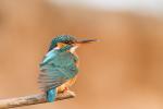 Zimorodek zwyczajny - Alcedo atthis - 물총새 - Fotografia nr 20140406_9535