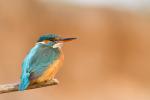 Zimorodek zwyczajny - Alcedo atthis - 물총새 - Fotografia nr 20140406_9604