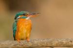 Zimorodek zwyczajny - Alcedo atthis - 물총새 - Fotografia nr 20140406_9677