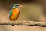 Zimorodek zwyczajny - Alcedo atthis - 물총새 - Fotografia nr 20140406_9780