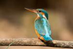 Zimorodek zwyczajny - Alcedo atthis - 물총새 - Fotografia nr 20140406_9783