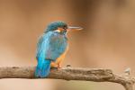Zimorodek zwyczajny - Alcedo atthis - 물총새 - Fotografia nr 20140406_9834