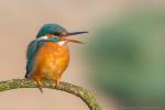 Zimorodek - Alcedo atthis - Fotografia nr 20140413_0498