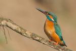 Zimorodek zwyczajny - Alcedo atthis - 물총새 - Fotografia nr 20140413_0523