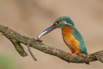 Zimorodek zwyczajny - Alcedo atthis - 물총새 - Fotografia nr 20140413_0635