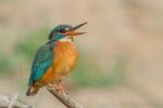 Zimorodek zwyczajny - Alcedo atthis - 물총새 - Fotografia nr 20140413_0646