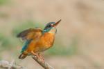 Zimorodek zwyczajny - Alcedo atthis - 물총새 - Fotografia nr 20140413_0650