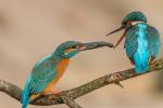 Zimorodek zwyczajny - Alcedo atthis - 물총새 - Fotografia nr 20140413_0654
