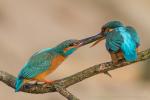 Zimorodek zwyczajny - Alcedo atthis - 물총새 - Fotografia nr 20140413_0656