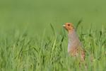 Kuropatwa - Perdix perdix - Fotografia nr 20140417_0846