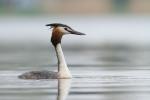 Perkoz dwuczuby - Podiceps cristatus - 뿔논병아리 - Fotografia nr 20140421_1667