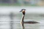 Perkoz dwuczuby - Podiceps cristatus - 뿔논병아리 - Fotografia nr 20140421_1686