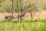 Żuraw - Grus grus - 검은목두루미 - Fotografia nr 20140424_1910