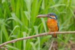 Zimorodek zwyczajny - Alcedo atthis - 물총새 - Fotografia nr 20140426_2012