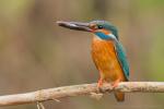 Zimorodek zwyczajny - Alcedo atthis - 물총새 - Fotografia nr 20140426_2062