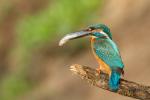 Zimorodek zwyczajny - Alcedo atthis - 물총새 - Fotografia nr 20140501_2724