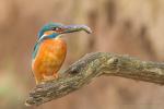 Zimorodek zwyczajny - Alcedo atthis - 물총새 - Fotografia nr 20140501_2767