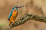 Zimorodek zwyczajny - Alcedo atthis - 물총새 - Fotografia nr 20140501_2837