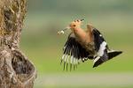 Dudek - Upupa epops - 후투티 - Fotografia nr 20140502_2875