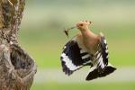 Dudek - Upupa epops - 후투티 - Fotografia nr 20140502_2932