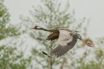 Żuraw - Grus grus - 검은목두루미 - Fotografia nr 20140503_3058