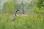 Żuraw - Grus grus - 검은목두루미 - Fotografia nr 20140503_3091