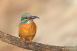 Zimorodek zwyczajny - Alcedo atthis - 물총새 - Fotografia nr 20140504_3164