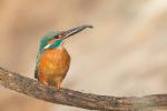 Zimorodek zwyczajny - Alcedo atthis - 물총새 - Fotografia nr 20140504_3166