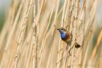 Podróżniczek - Luscinia svecica - 흰눈썹울새 - Fotografia nr 20140511_4886