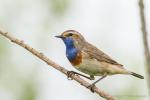 Podróżniczek - Luscinia svecica - 흰눈썹울새 - Fotografia nr 20140511_5092