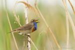 Podróżniczek - Luscinia svecica - 흰눈썹울새 - Fotografia nr 20140511_5174