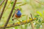 Podróżniczek - Luscinia svecica - 흰눈썹울새 - Fotografia nr 20140511_5223