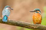 Zimorodek zwyczajny - Alcedo atthis - 물총새 - Fotografia nr 20140513_5468