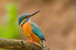 Zimorodek zwyczajny - Alcedo atthis - 물총새 - Fotografia nr 20140513_5552