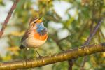 Podróżniczek - Luscinia svecica - 흰눈썹울새 - Fotografia nr 20140518_6690