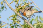 Podróżniczek - Luscinia svecica - 흰눈썹울새 - Fotografia nr 20140518_7045