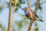 Podróżniczek - Luscinia svecica - 흰눈썹울새 - Fotografia nr 20140518_7112